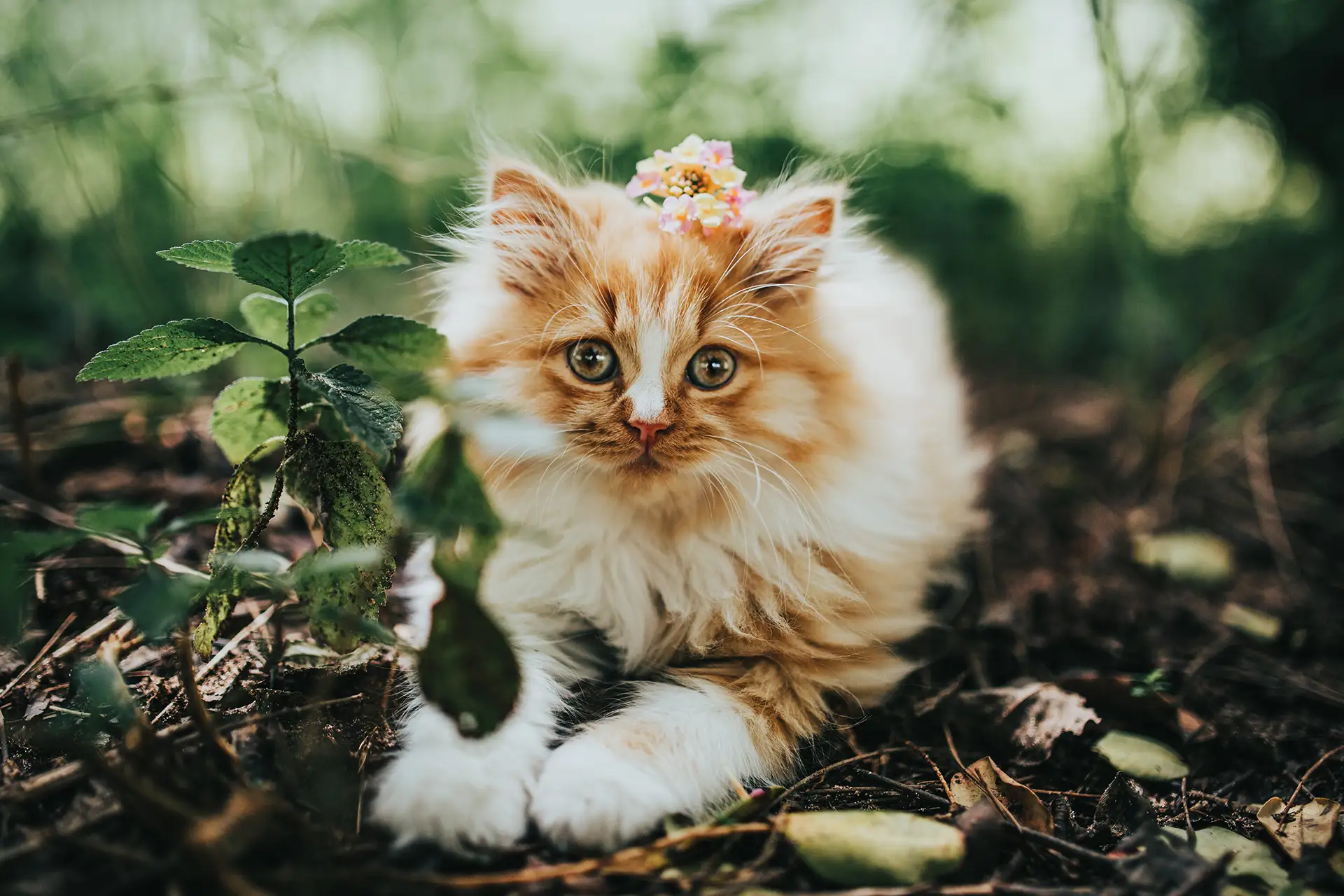 Very fluffy orange cat on ground outdoors