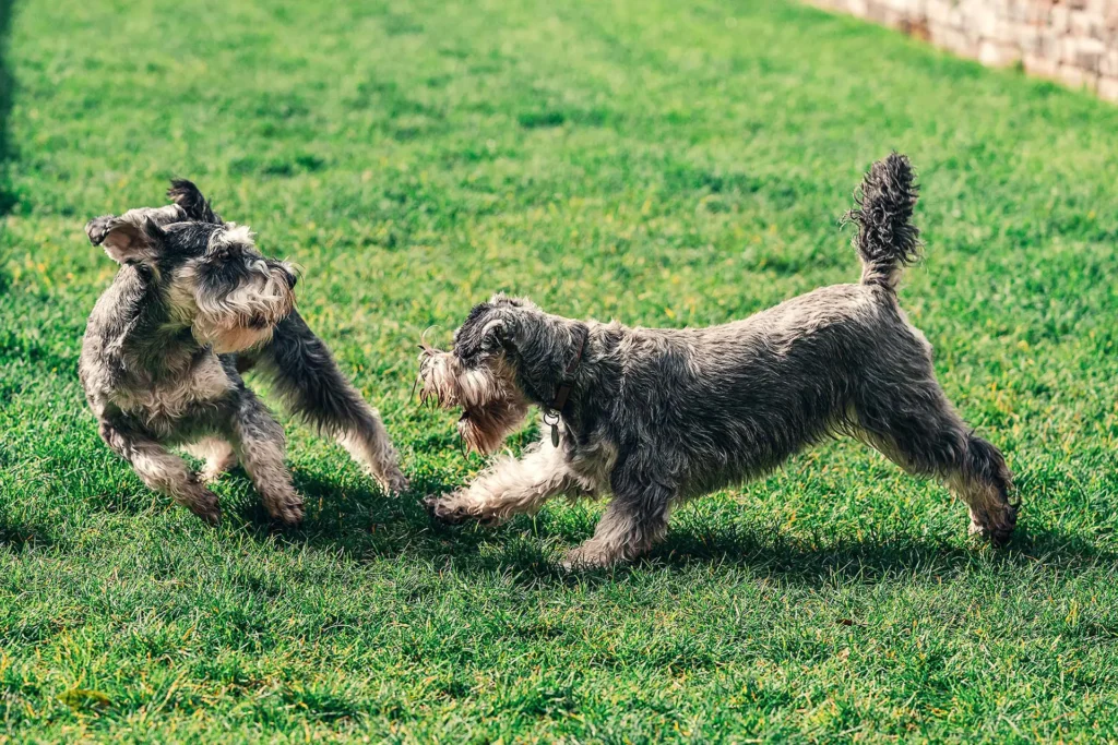 Two dogs playing