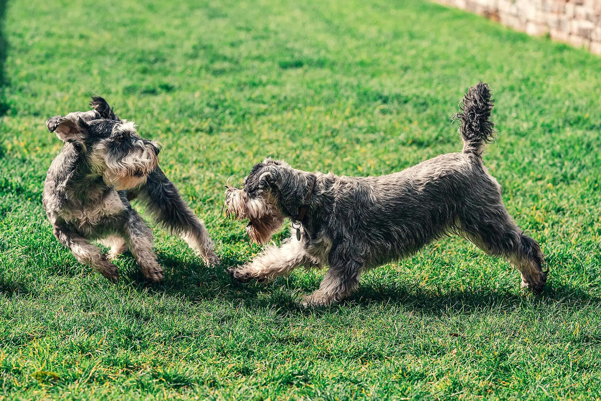 Two dogs playing