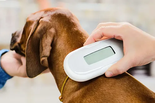 Microchipping