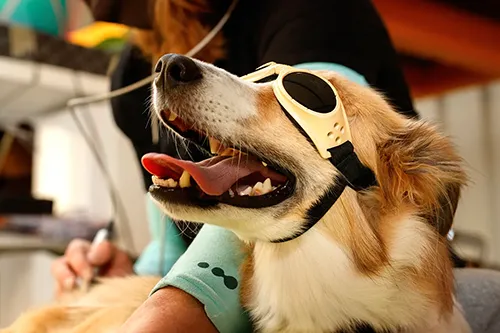 Pain Management & Laser Therapy