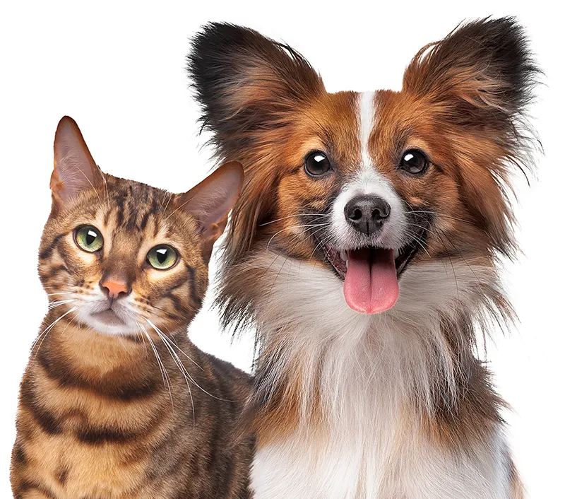 Dog and cat