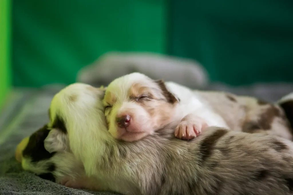 Puppy sleeping with momma dog