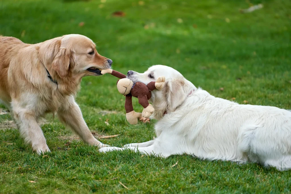 Two dogs playing tug o war