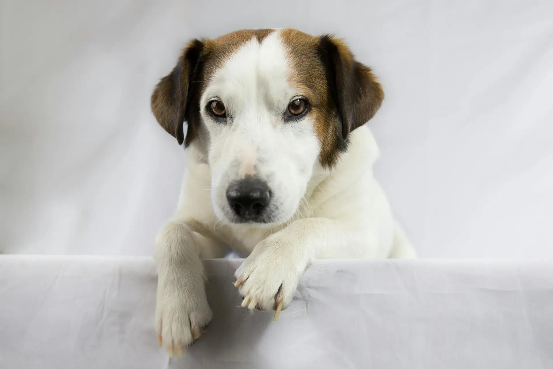 Terrier dog hanging over back of sofa